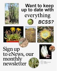 Image result for Hereroa glenensis