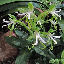 Image result for Bonatea