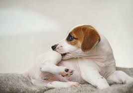 Explico el uso de biomisil (ivermectina) para perros. Dosis Recomendada De Ivomec Para Perros Y Su Uso