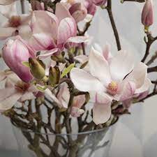 Tulip Magnolia Flowering Branches White Flower Farm White Flower Farm Tulip Magnolia Magnolia Flower
