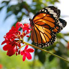 Ayudemos A La Monarca Cuanto Viven Los Animales