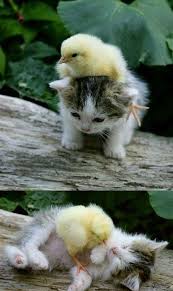 Animal Friends Temple Of Cats Unlikely Animal Friends Animals Friendship Cute Animals