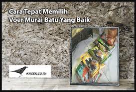 Maybe you would like to learn more about one of these? Cara Tepat Memilih Voer Murai Batu Yang Baik Agar Gacor Dor