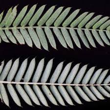 Image result for Chamaecrista zambesica