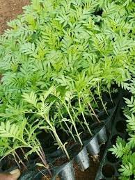 Marigold Plant Plants Planting Roses Planting Flowers