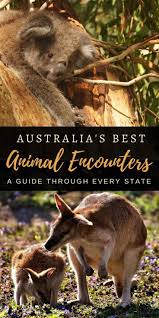 The Ultimate Guide To Australian Animal Encounters Australian Animals Australian Travel Animals