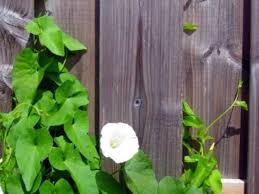 We did not find results for: Plant Problems Bindweed Real Self Sufficiency
