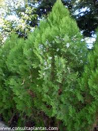 Image result for Platycladus