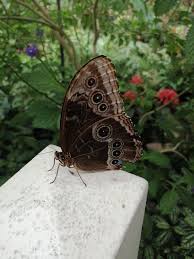 We did not find results for: Garten Der Schmetterlinge Aumuhle Aktuelle 2021 Lohnt Es Sich Mit Fotos Tripadvisor