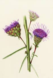 Flowers Gallery Botanical Drawings Beautiful Flower Drawings Botanical Illustration