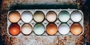 Setelah bertelur maka ayam mengerami telurnya selama 21 hari, dan akhirnya telur tersebut menetas. Bedanya Telur Bebek Dengan Telur Ayam Kampung Dan Ayam Ras Halaman All Kompas Com