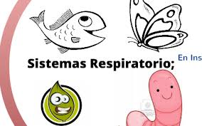 En los animales no existen estomas, órganos similares se denominan células glandulares y estigmas, pequeños órganos que regulan la entrada del aire al organismo del animal. Sistema Respiratorio By Andres Leon On Prezi Next