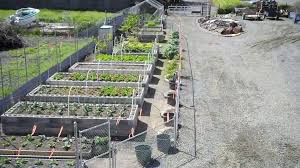 Maybe you would like to learn more about one of these? 12 Amazing Cinder Block Raised Garden Beds Off Grid World