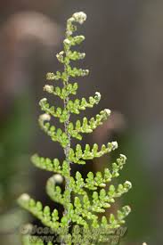 Image result for Cheilanthes