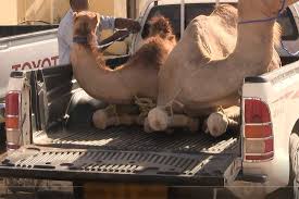 However the standard one way far for a car and all its. Camel Transports Animals Angels