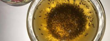How To Get Rid Of Fruit Flies Quick And Easy Everyday Cheapskate