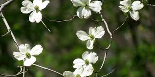 An average dogwood tree grows at a moderate rate, reaching a mature height of around 20 to 30 feet. Dogwoods Spring In Virginia Piedmont Master Gardeners