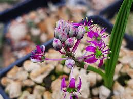 Image result for Ledebouria cooperi