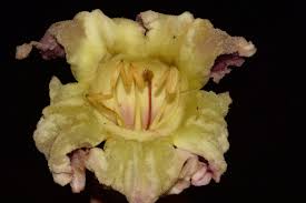 Image result for Dasylepis eggelingii