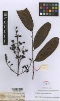Image result for Sorindeia juglandifolia