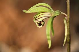 Image result for Nervilia kotschyi