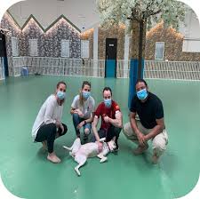 Our modern pet hotel features individual dog suites and vip suites, with live video feeds so you can check in while you're away. Best Affordable Dog Boarding Service In Dubai Uae Romis Home