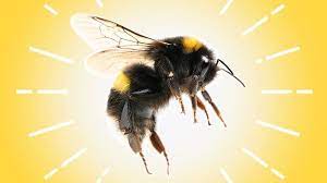 How to prevent a bumble bee sting a non allergic reaction means a bumblebee sting will look like swelling with redness. Did A Bee Sting Me Treatment Options Allergic Reactions Home Remedies And More Everyday Health