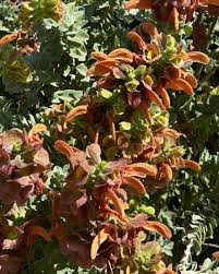 Image result for Salacia bussei