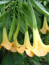 Angel's trumpet (brugmansia) is a genus of flowering plants native to south america. Angel S Trumpet Hgtv