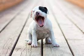 Maybe you would like to learn more about one of these? Puppy Has Hiccups What You Need To Know Houndgames