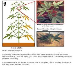 Step by step guide for beginners. How To Grow Weed Basics Tutorial Part 10 Cannabis Maintenance 420 Big Bud