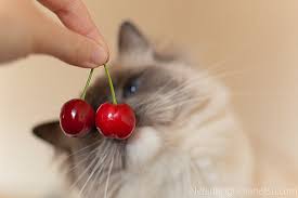 Cats can be addicted to tuna, whether it's packed for cats or for humans. Can Cats Eat Cherries