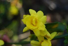 Image result for Jasminum meyeri-johannis