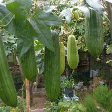 How To Grow Luffa Sponge Organic Vegetable Garden Sensory Garden Growing Vegetables
