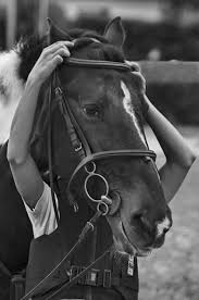 Image result for Limbrel