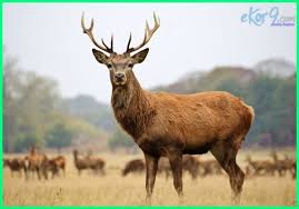 Berikut adalah pemaparan dari kondisi alam negara australia. Flora Negara Inggris Cara Golden