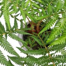 Image result for Dryopteris antarctica