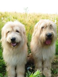 Dog breeds a to z with pictures, a total of 373 dog breeds. Sapsali Dogs