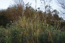 Image result for Echinochloa pyramidalis