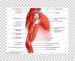 Arthritis pain can occur at any time of day and can be present with or without shoulder stiffness. Shoulder Ischiocavernosus Muscle Arm Anatomy Png Clipart Abdomen Anatomy Anconeus Muscle Arm Blood Vessel Free Png