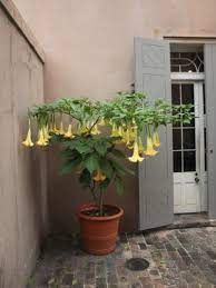 For colder climates, where you can't bring the plant indoors in winter, take cuttings and root them and replant in the spring to have the plant growing each year. Brugmansia Care How To Grow Brugmansia Plants In Pots