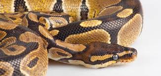 تفسير حلم الثعبان الأصفر معلومة ثقافية