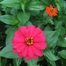 Patterns are pretty inexpensive, even if you have to purchase them. Zinnia Felt Flower Embroidery Hoop Art Favecrafts Com
