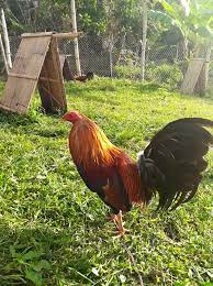 We did not find results for: Allen Roundhead Nene Aguilar Line Lp King Game Farm Facebook