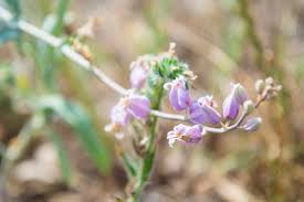 Maybe you would like to learn more about one of these? Many Places To Look At Wildflowers On Gardening