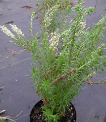 Image result for Hebenstretia