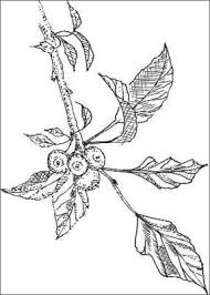 Drawing for beginner at getdrawings com free for personal use. Pencil Sketches