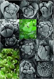 Image result for Hypertelis bowkeriana