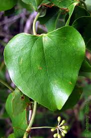 Image result for Smilacaceae