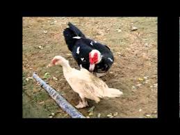 Check spelling or type a new query. How Do Muscovy Ducks Mate This Is How Ducks Have Sex And It S Pretty Incredible